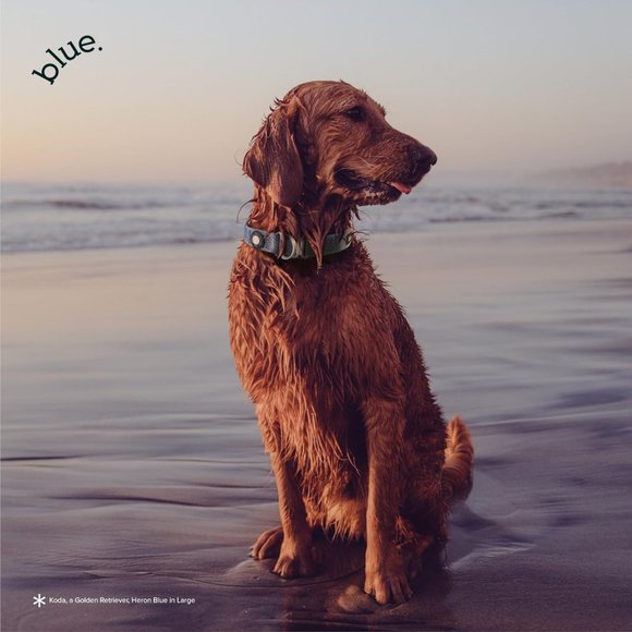 Dog‎ Collar with CloudTag by Blue - Picture 5 of 9